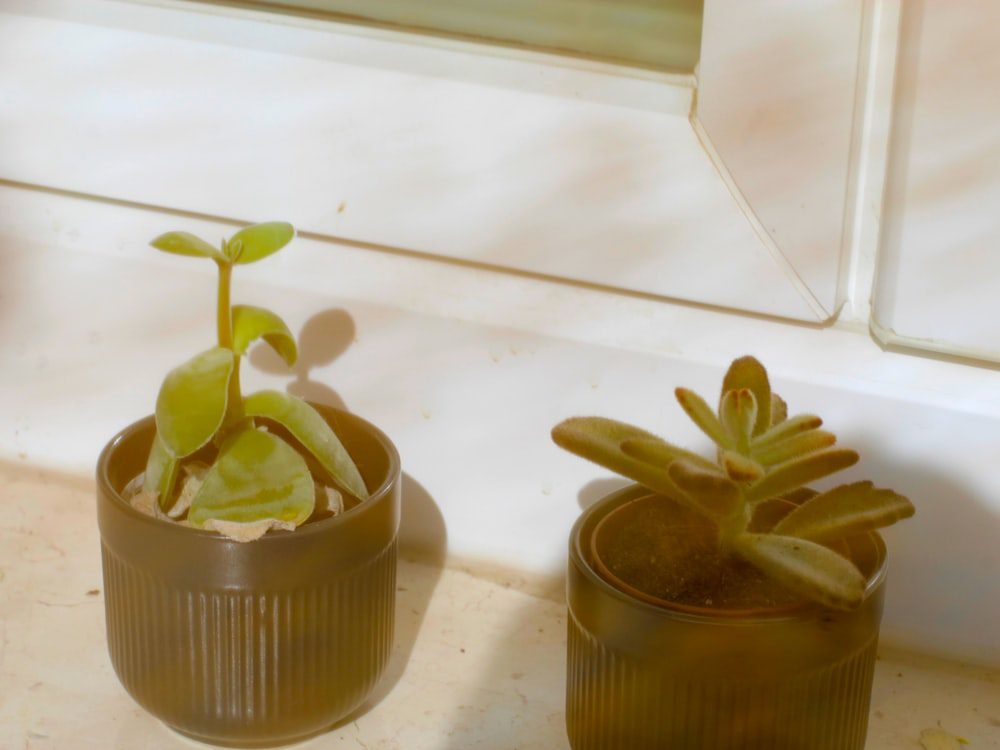 Two small potted plants growing side by side on a windowsill, a quiet metaphor for the therapeutic relationship