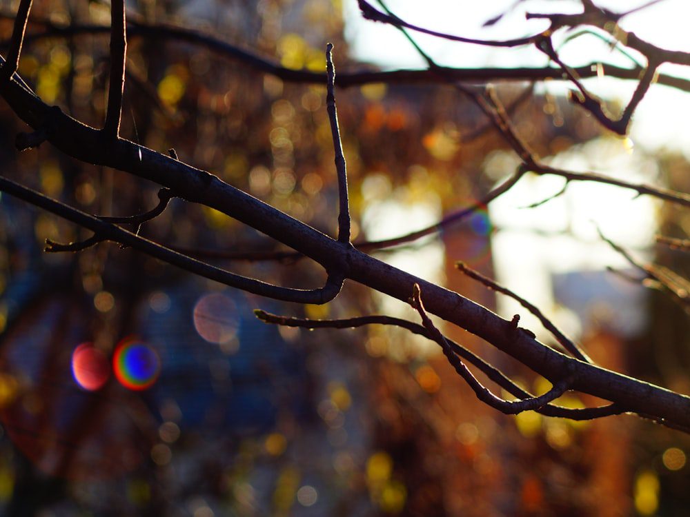 Warm autumn tree branches in soft bokeh light, evoking growth and connection in the therapeutic relationship