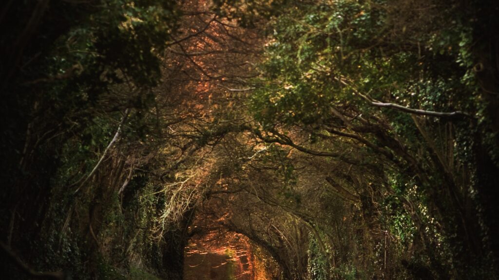Sunlit forest path, experiential therapy that goes beyond talk therapy
