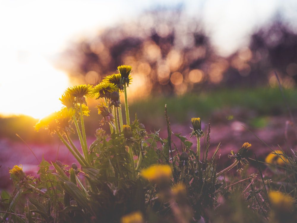 Wildflowers glowing in warm backlit sunlight, symbolizing experiential healing and emotional release