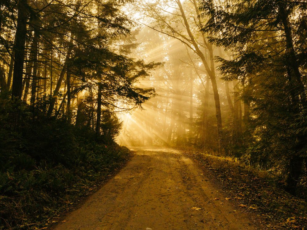 Sunlight breaking through mist on a forest path, symbolizing insight into one’s patterns and clarity