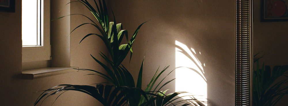 Warm interior with a plant by a window, the therapeutic relationship in psychodynamic therapy