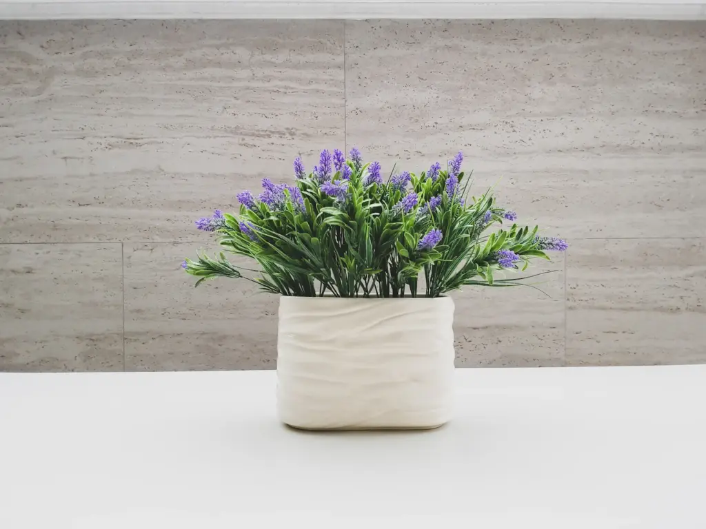 A small lavender plant in a white ceramic pot