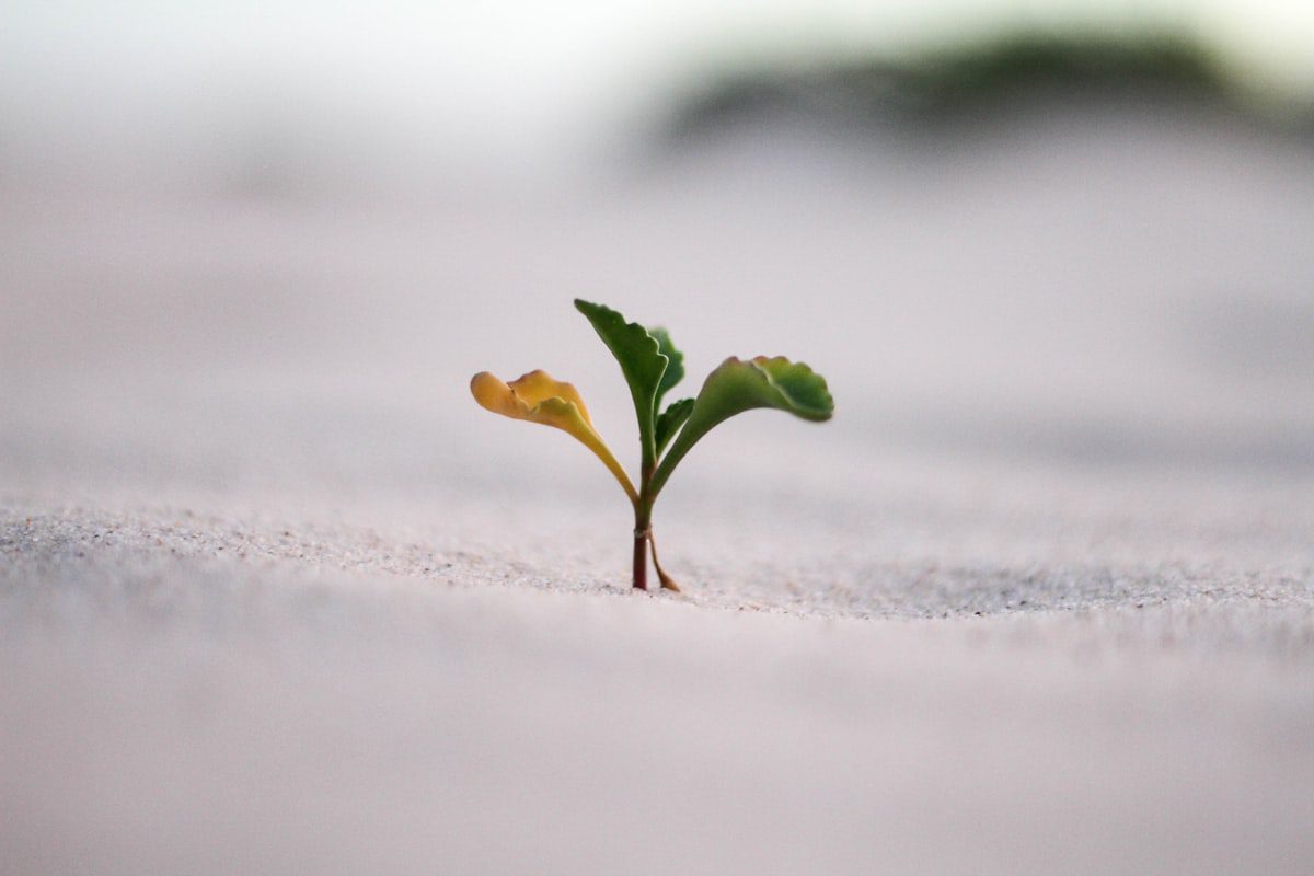 A small green sprout growing out of sand