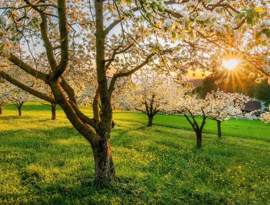 Blossoming orchard trees in golden evening light