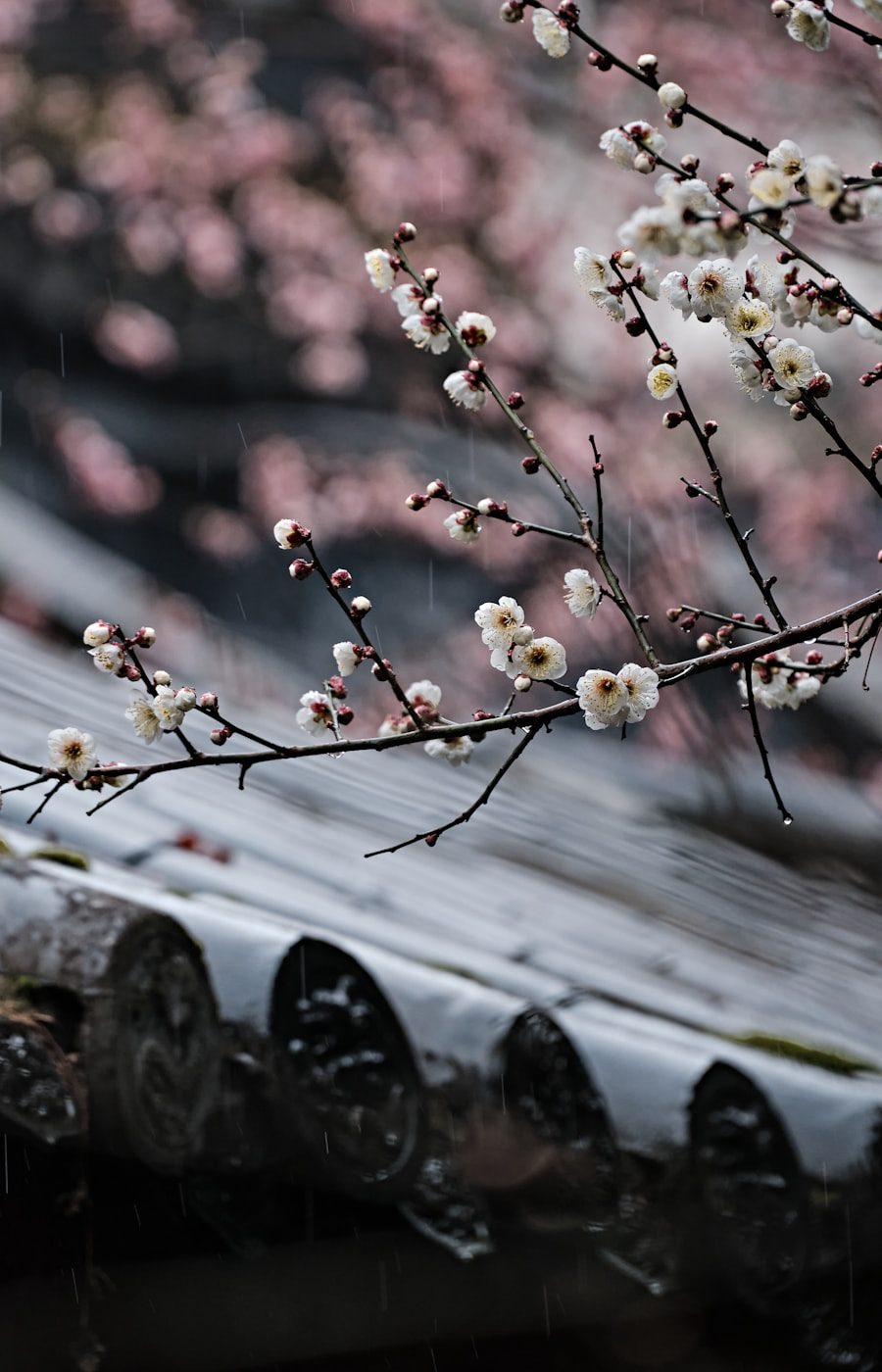 Plum blossoms over a traditional tiled roof after rain, therapy for Chinese and Asian American adults