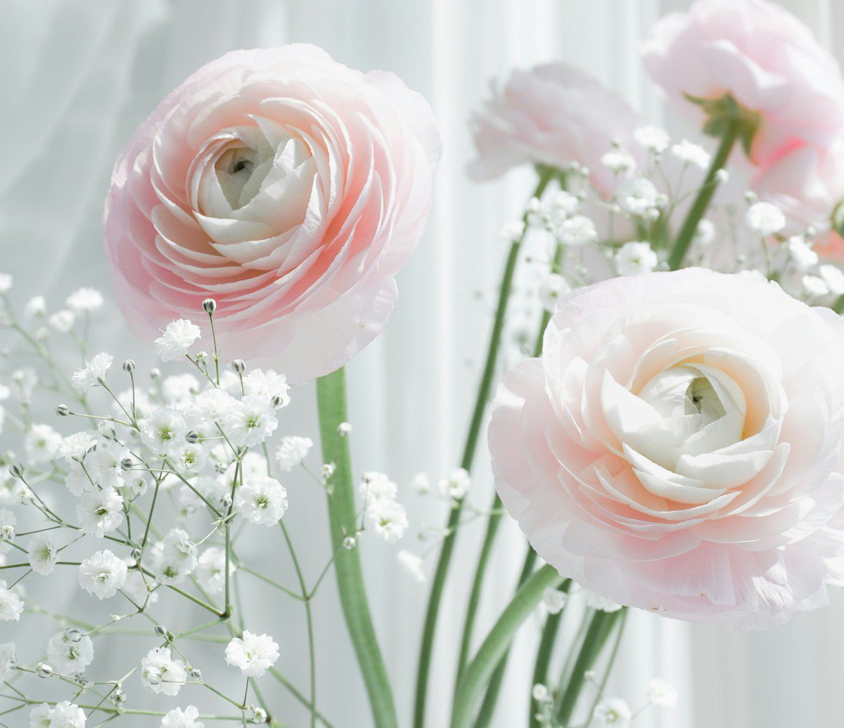 Soft pink ranunculus with baby's breath in gentle light, representing trauma therapy in NYC