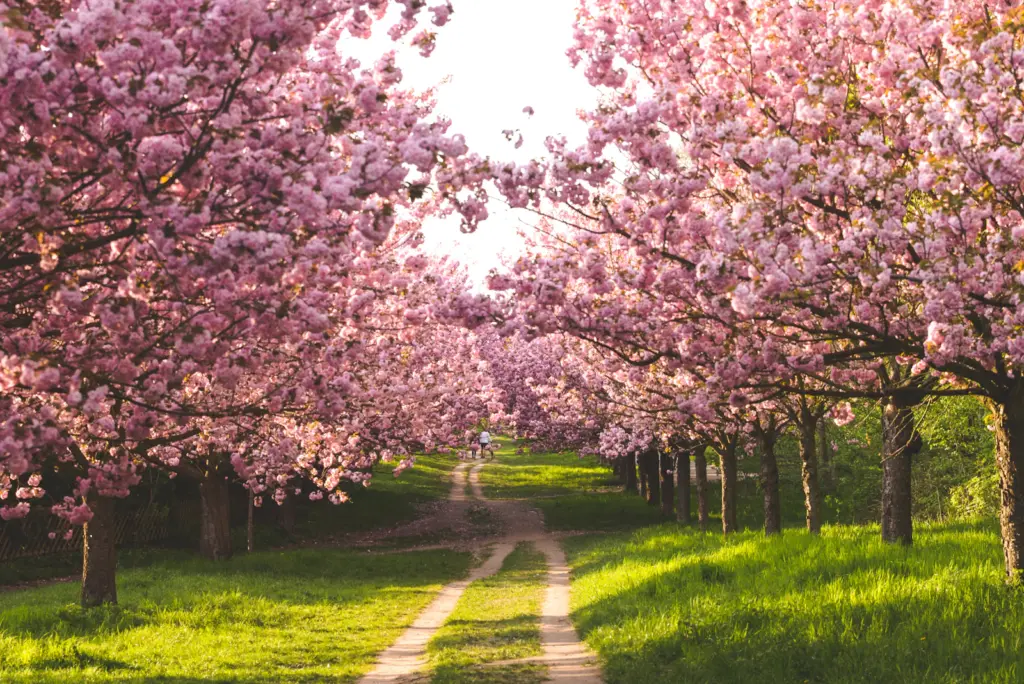 A path lined with cherry blossom trees in spring