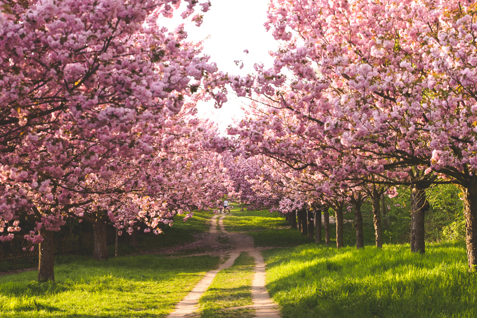 A path lined with cherry blossom trees in spring