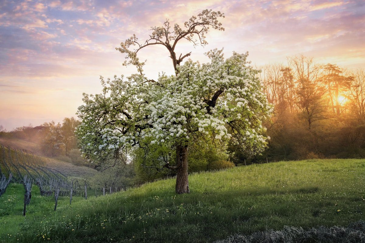 Blossoming tree standing alone in a misty meadow at sunrise