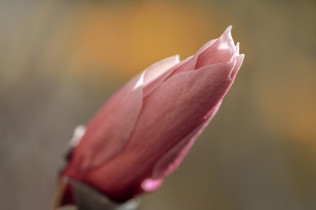 A pink magnolia bud about to bloom in warm light