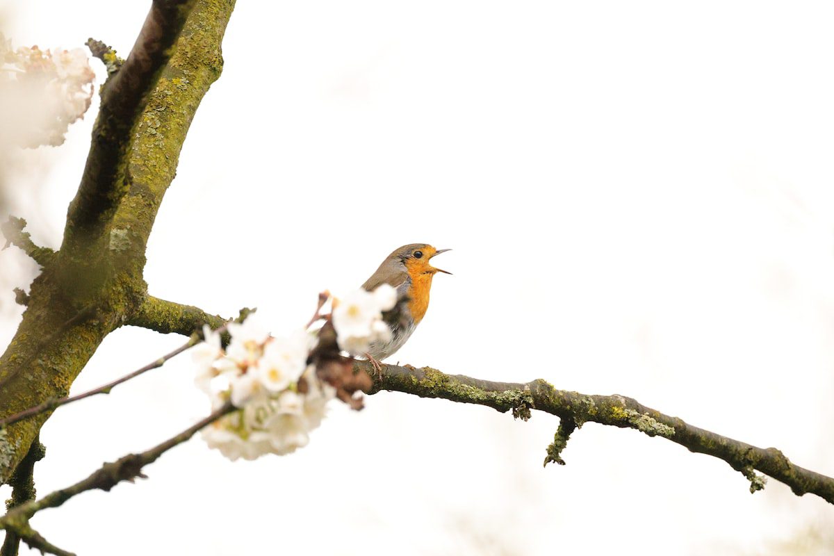 A robin singing on a flowering branch in spring