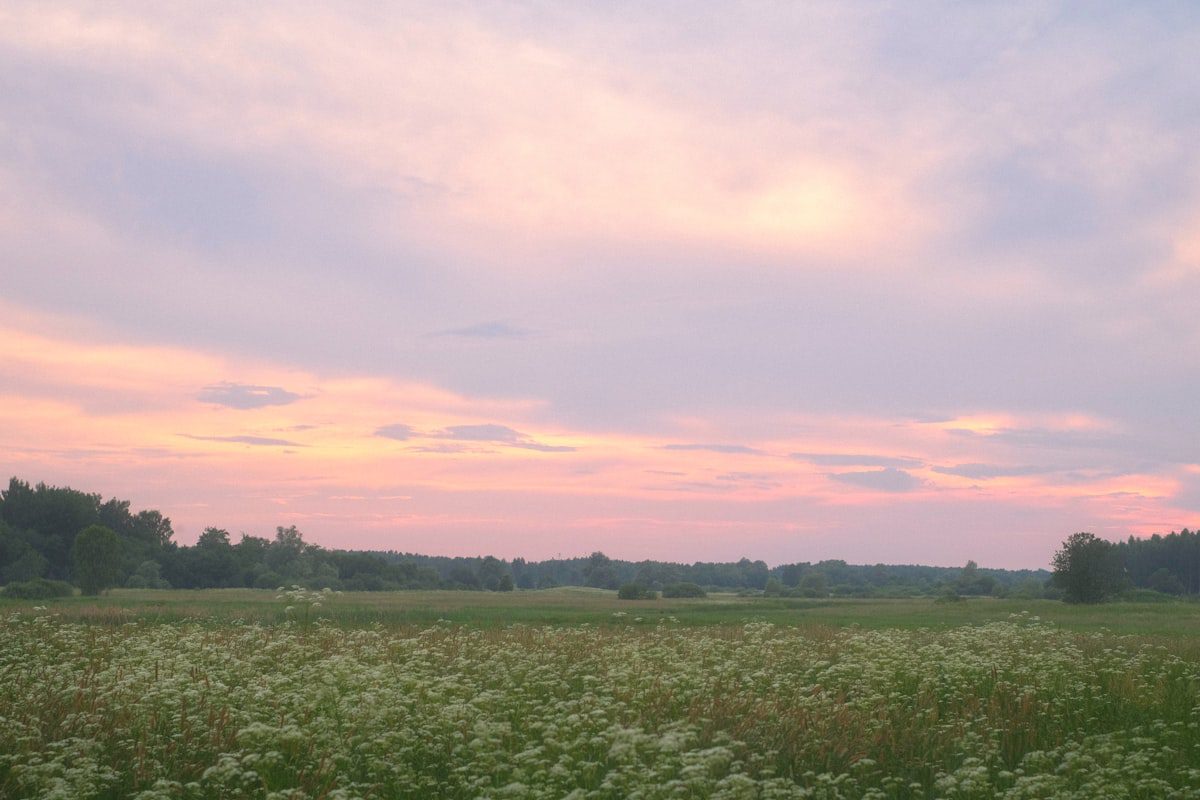 Meadow of white wildflowers under a soft pink evening sky