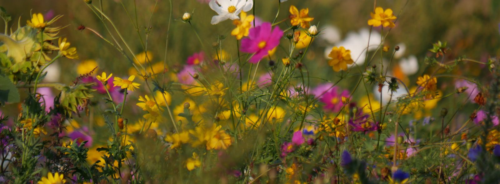 A meadow of colorful cosmos and wildflowers, coming as you are to therapy