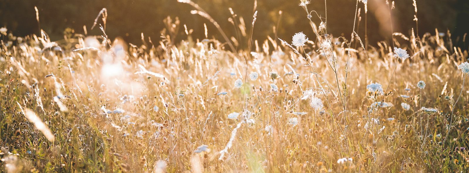 Backlit grasses and wildflowers glowing at golden hour, the power of experiential therapy