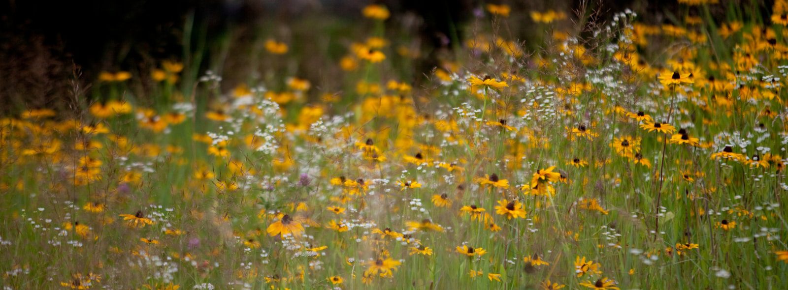 A field of yellow wildflowers in gentle light, relational and collaborative therapy