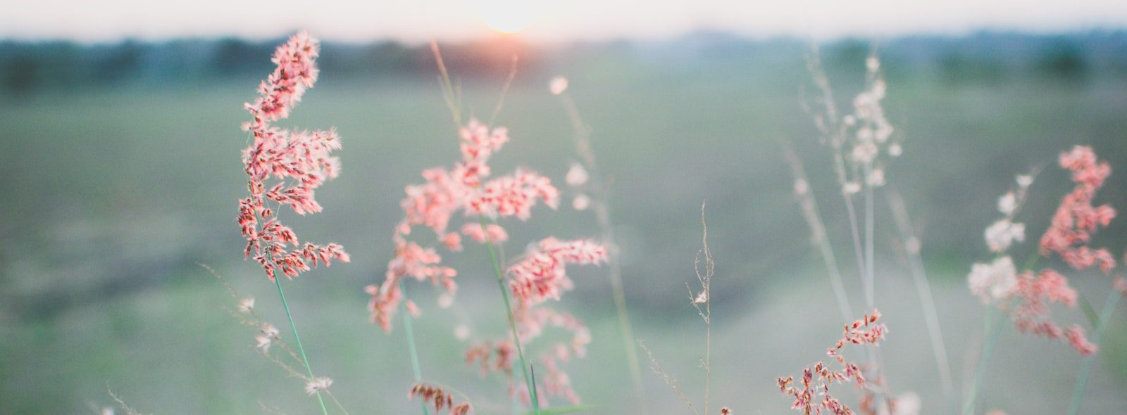 Pink grass seed heads in soft mist, going deep together in therapy