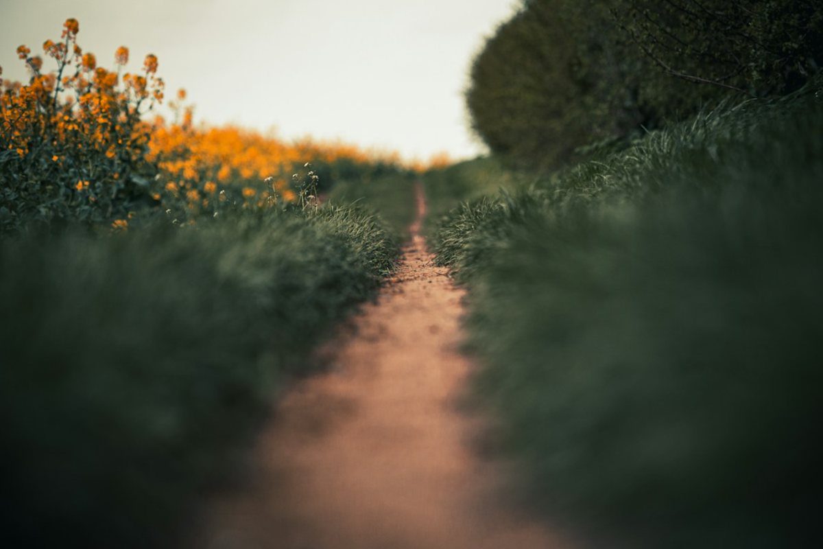 A narrow worn footpath running through tall grass beside orange wildflowers