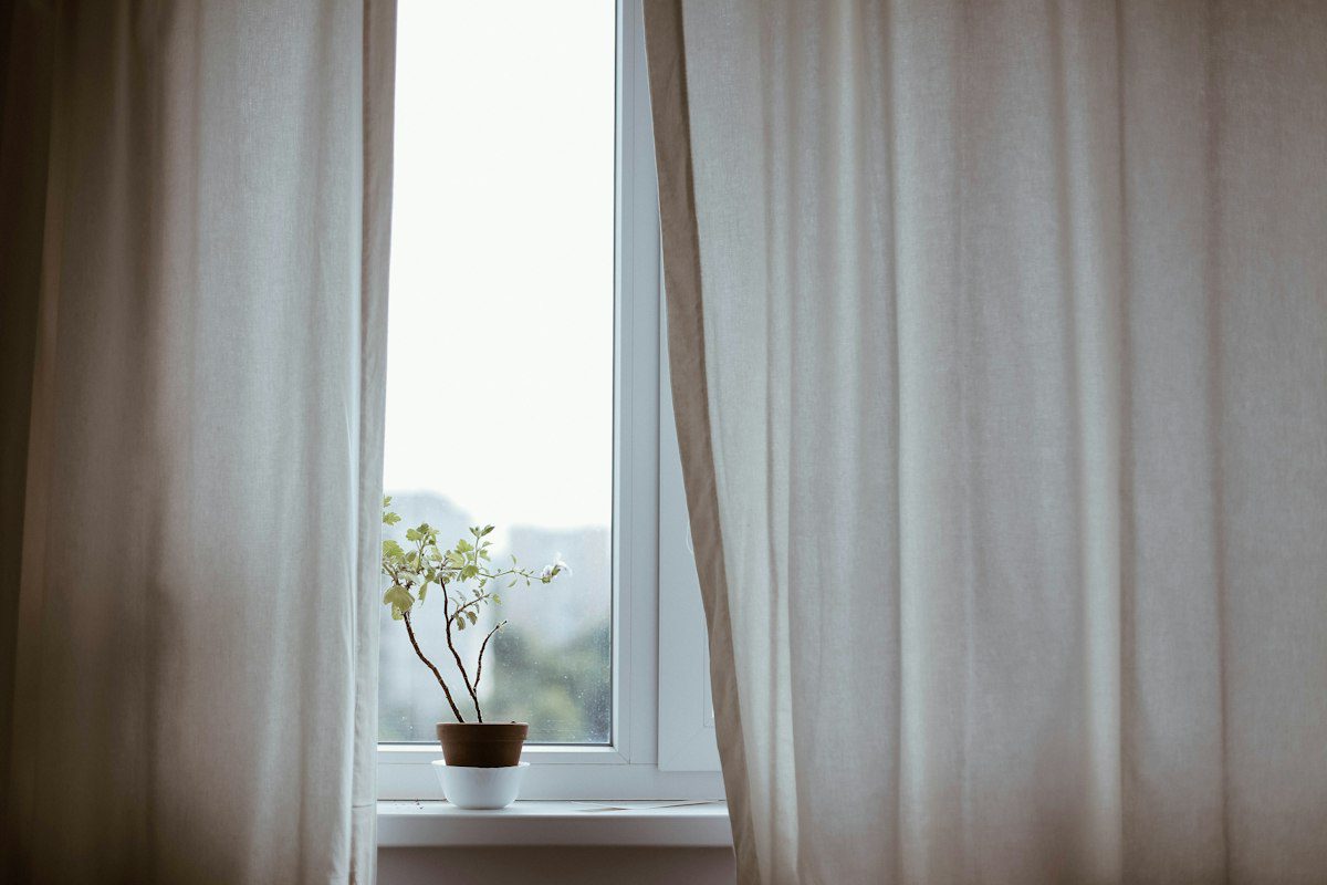 A small potted plant on a windowsill in soft daylight between open curtains